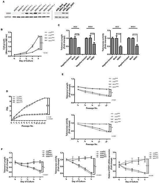 GKN1 induces telomeres shortening in gastric cancer cells.