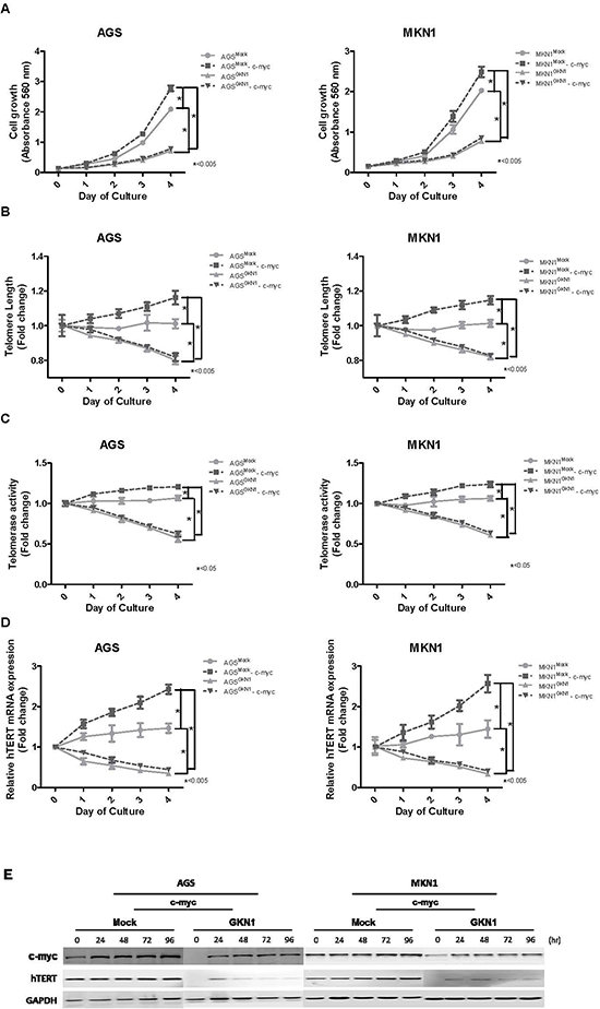 GKN1 regulates telomere length by targeting c-myc.