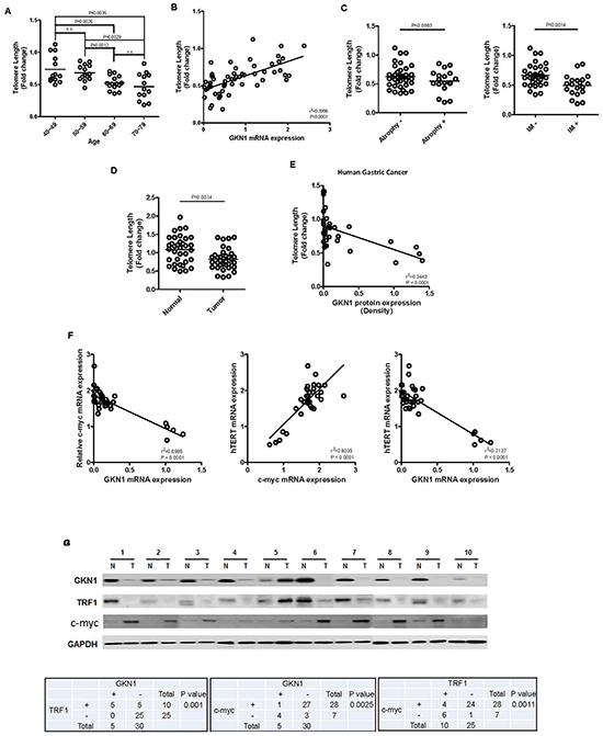 Correlation between GKN1 and telomere length in gastric mucosa and gastric cancer.