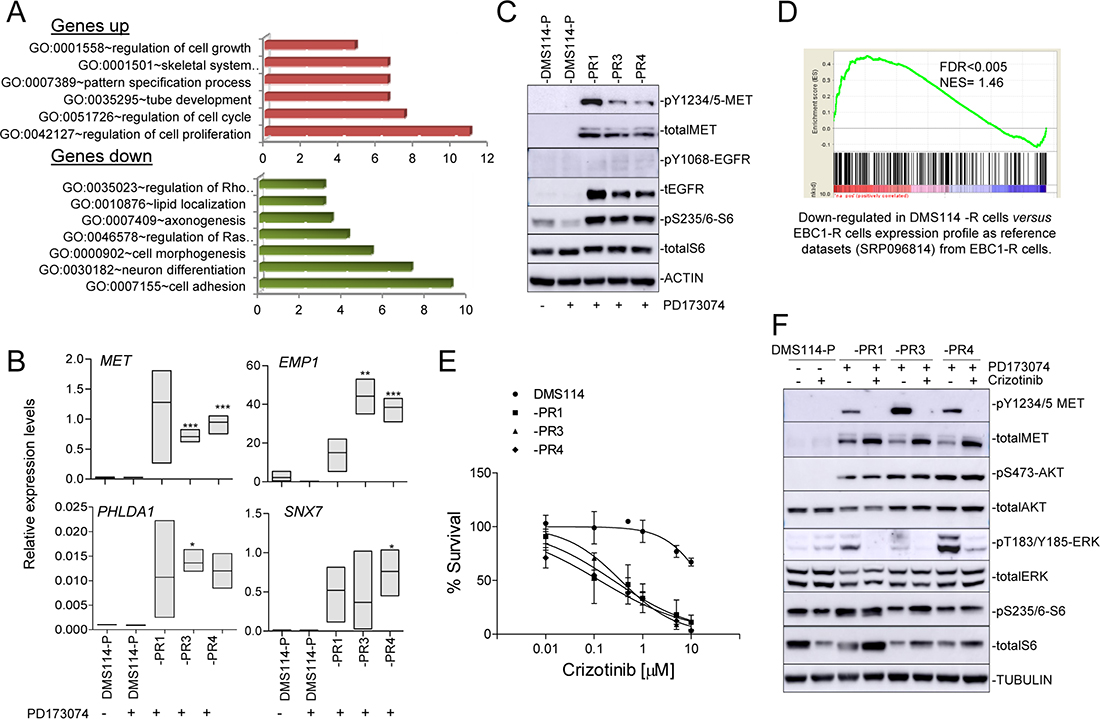 DMS114-R cells show specific gene expression profiles and MET activation.