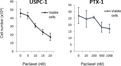 Growth inhibition of uterine serous carcinoma cells after treatment with paclitaxel.