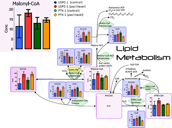 Lipid metabolism analysis after treatment with paclitaxel in uterine serous carcinoma cells.