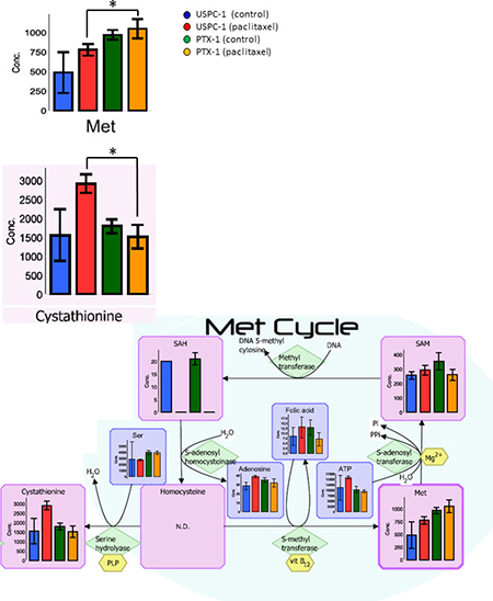 Methionine metabolism analysis after treatment with paclitaxel in uterine serous carcinoma cells.