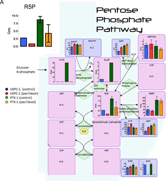 Analysis of the pentose phosphate pathway after treatment with paclitaxel in uterine serous carcinoma cells.