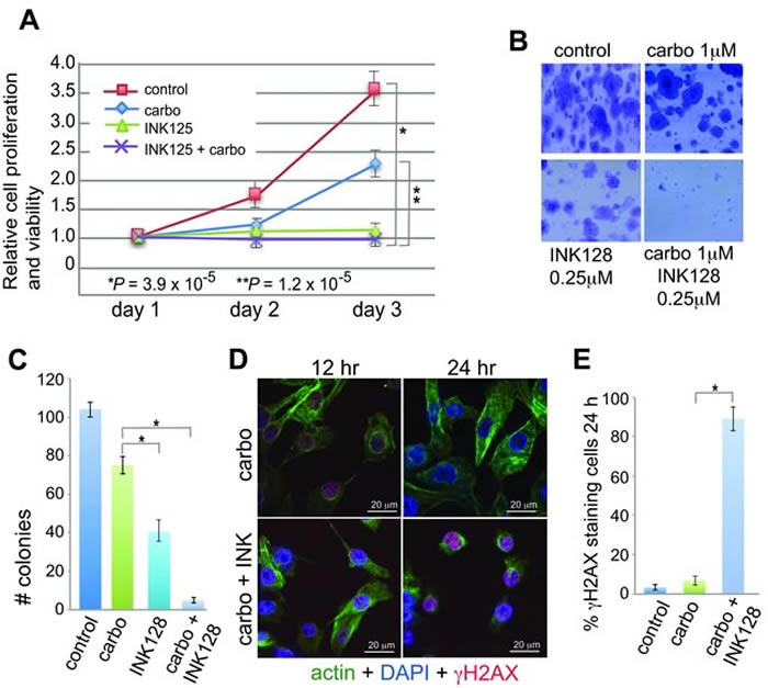 Anti-proliferative and sensitizing effects of INK128 with carboplatin in OVCAR-3 cells.