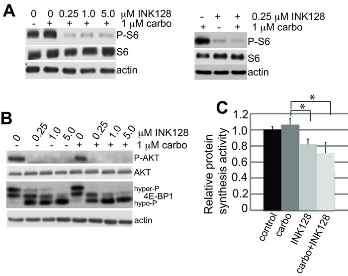 mTORC1/2 inhibition by INK128 is unaffected by carboplatin treatment.