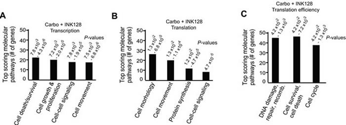 Top scoring molecular pathways for transcription, translation and translation efficiency by Ingenuity Pathway Analysis for carboplatin + INK128 treated OVCAR-3 cells.