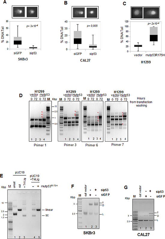 Mutant p53 promotes accumulation of DNA mutations during cell growth.