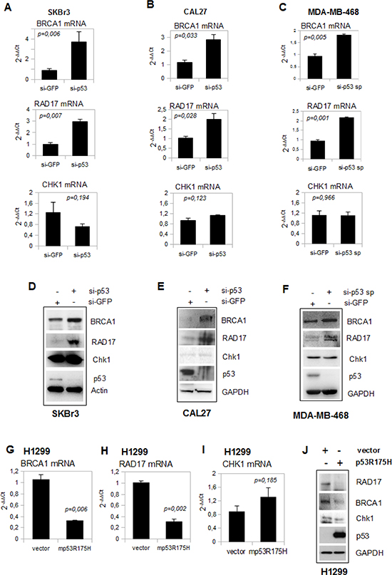 Depletion of mutant p53 affects BRCA1 and RAD17 gene expression.