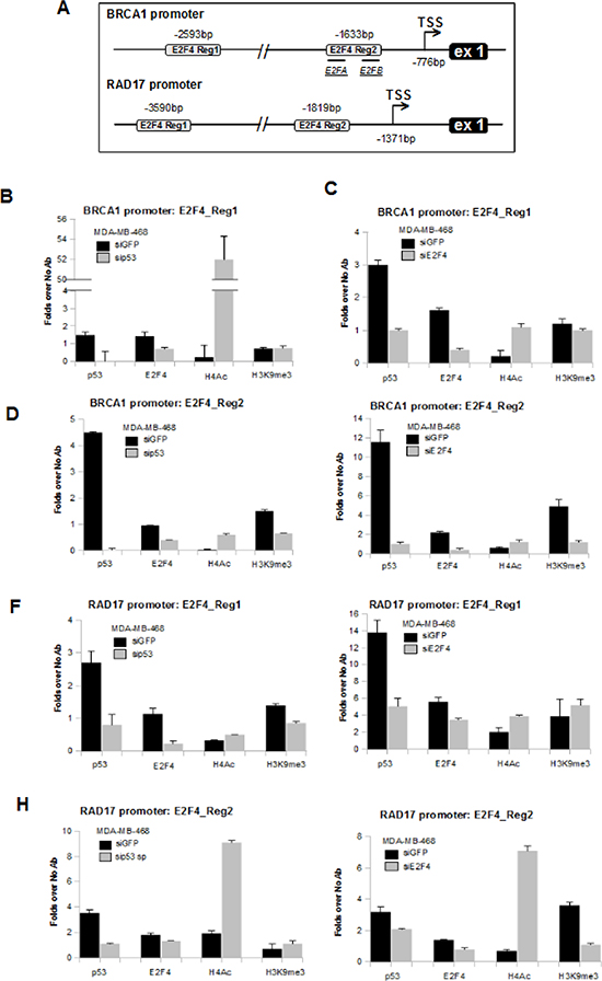 Mutant p53 protein binds to BRCA1 and RAD17 gene promoters.