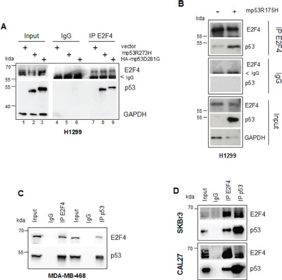 Mutant p53 and E2F4 proteins form a protein complex in tumour cells.