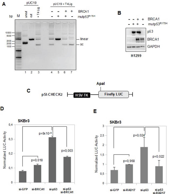 BRCA1 expression counteracts mutant p53 GOF activity on DNA repair assay.