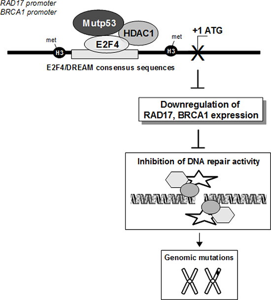 The depicted model proposes the molecular mechanisms underlying the transcriptional control exerted by mutp53/E2F4 repressive protein complex on BRCA1 and RAD17 gene expression. Its impact on DNA repair and tumorigenesis is also depicted.