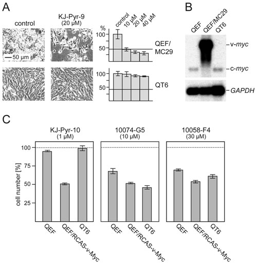 Fig.4: Efficacy and specificity of small-molecule Myc inhibitors.