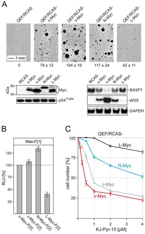 Fig.5: Oncogenicity, PPI quantification, and inhibition of chicken Myc family members.