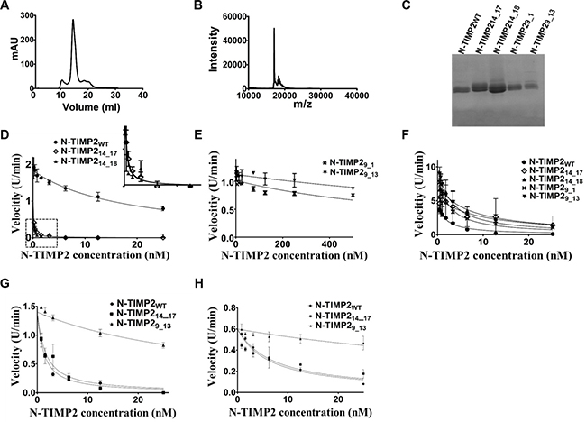 Purification of N-TIMP2 selective variants.