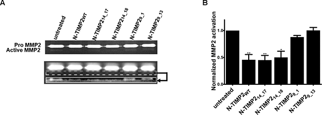 Inhibition of MMP2 activation by MMP14.