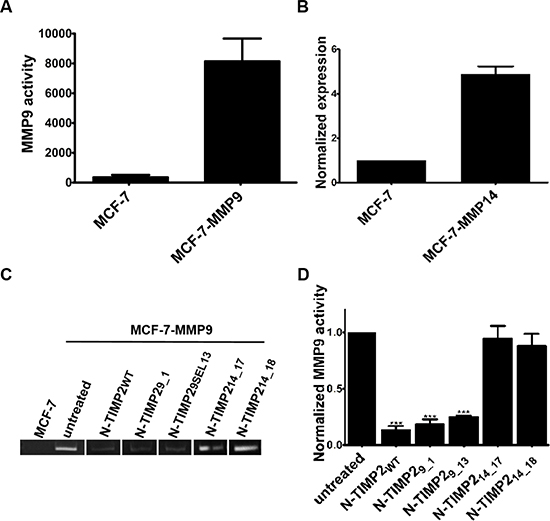 Gelatin degradation by MMP9 produced in MCF-7-MMP9 cells.