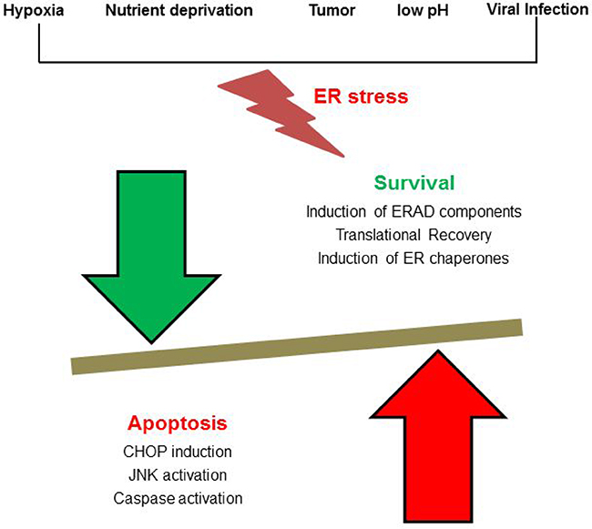 Players of ER stress: Cellular stress such as metabolite deprivation, hypoxia, cancer or viral infection causes an increased load of misfolded protein in the ER thereby triggering a stress response.