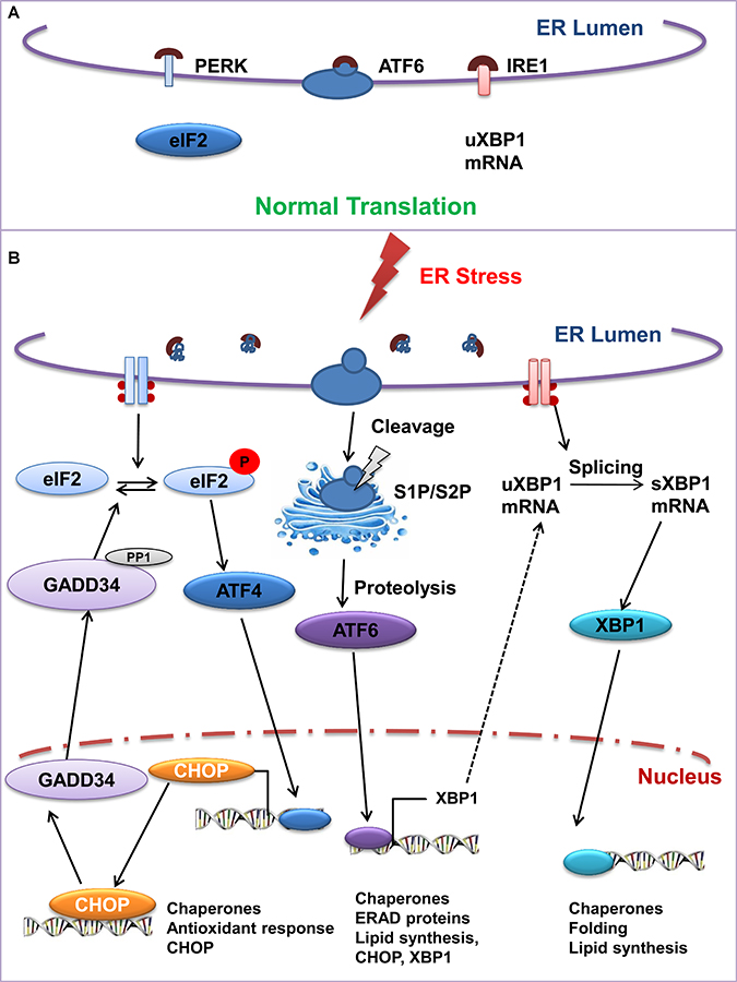 The unfolded protein response signaling cascade: IRE1, ATF6, and PERK serve as a UPR sensor under ER stress.