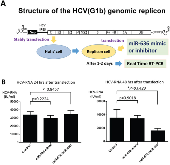 Loss of miR-636 expression reduced the HCV-RNA replication in Huh7 cells with HCV GT-1b genomic replicon.