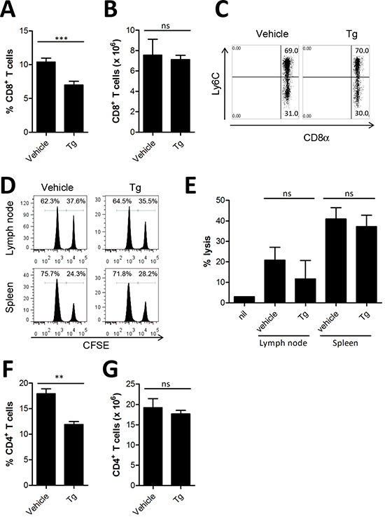 Tg-mediated ER stress did not alter anti-tumor effector T cells.