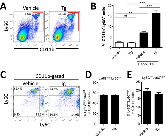 Tg-mediated ER stress increased the generation of Ly6G+CD11b+ myeloid cells.