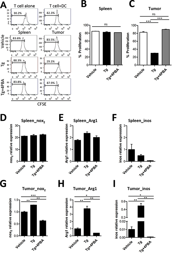 Tg-mediated ER stress reinforced the immunosuppressive capacity of tumor-infiltrating MDSCs.