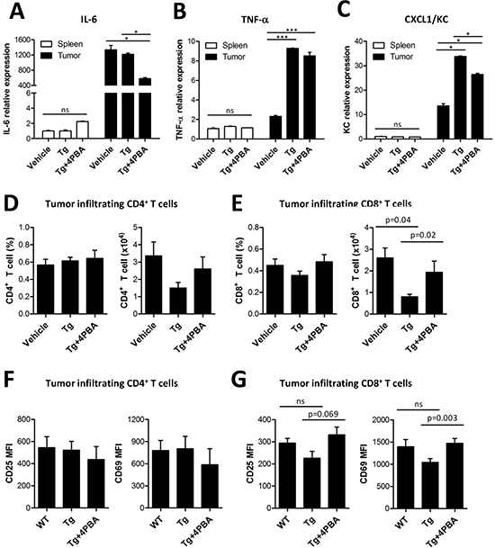4-PBA restored anti-tumor immunity via dampening of suppressive MDSCs exacerbated by ER stress.