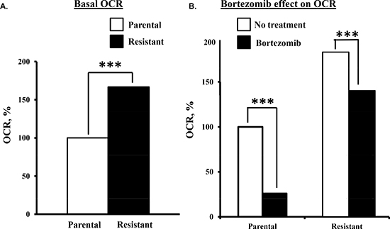 Comparison of the bortezomib effect on parental and bortezomib-resistant cells.