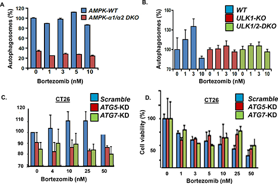 Effect of AMPK, ULK, ATG5 and ATG7 genetic knockout.
