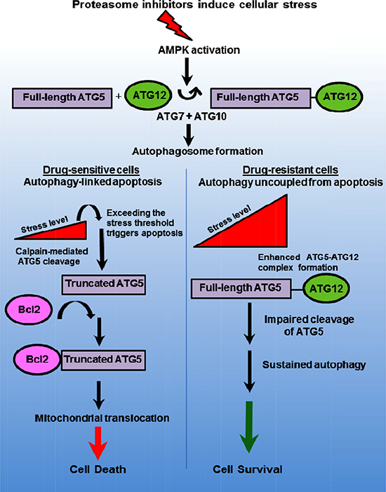 Model to depict ATG5 as a dual-functioning molecular effector in autophagy and apoptosis.