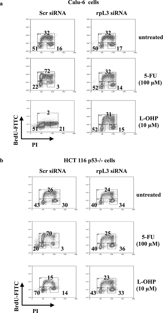 Effect of rpL3 silencing on cell cycle upon 5-FU and L-OHP treatments.