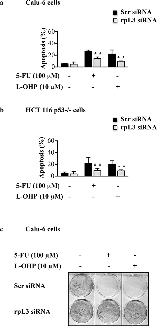 Effect of rpL3 silencing on apoptosis and cell survival upon 5-FU and L-OHP treatments.