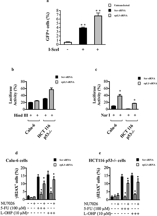 Role of rpL3 in the Homologous Recombination and Non-homologous End Joining.