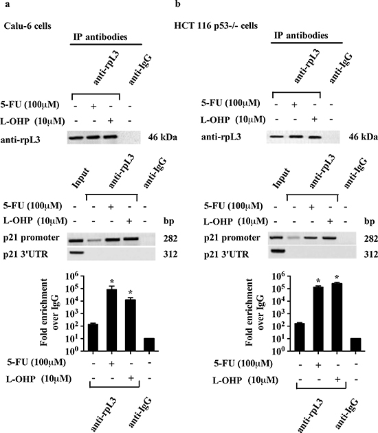 Analysis of the interaction between rpL3 and p21 gene promoter in response to 5-FU and L-OHP treatments.