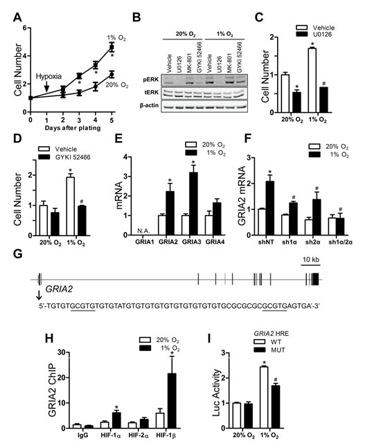 Glutamate receptor signaling and proliferation of Hep3B cells.