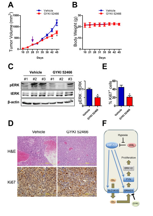 Glutamate receptor signaling in Hep3B tumor xenografts.