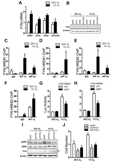 HIF-dependent FYN signaling to ERK in hypoxic Hep3B cells.