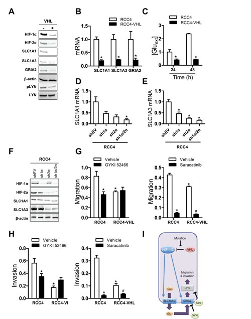 HIF-mediated glutamate signaling in RCC4 cells.