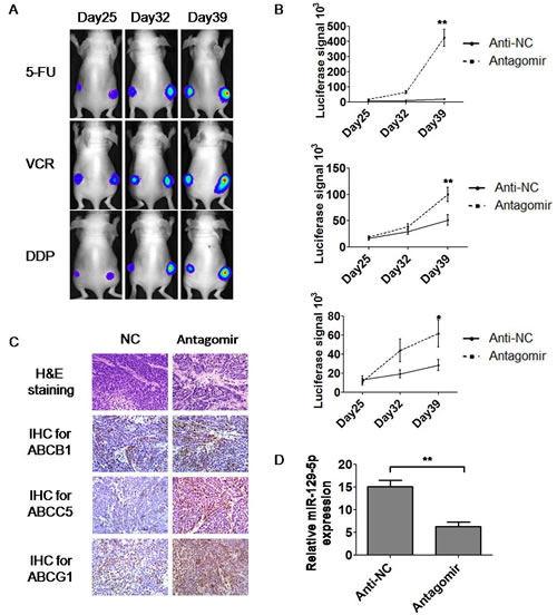 MiR-129-5p antagomirs modulated MDR in tumor-bearing nude mice.