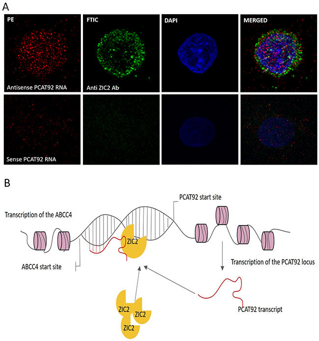 Cellular localization of PCAT92 and ZIC2 and hypothesis for the mechanism of PCAT92 involvement in PC.