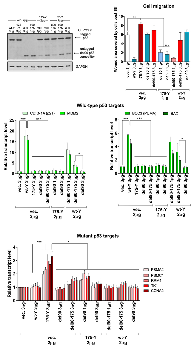 Del90 p53 variant, without the wt p53 transactivation domain and activity, efficiently inactivates the mutant p53 gain-of-function.