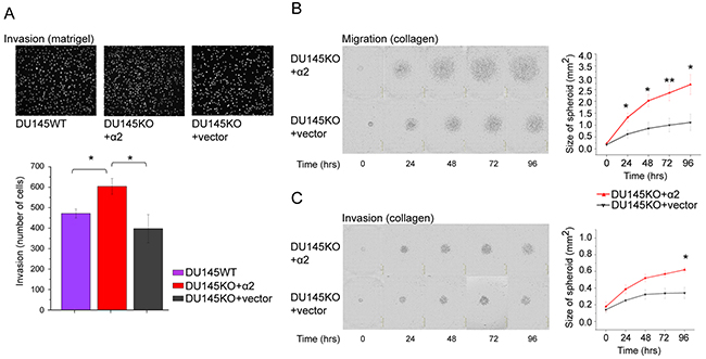 &#x03B1;2 integrin positive DU145 cells are more invasive than &#x03B1;2 negative cells.