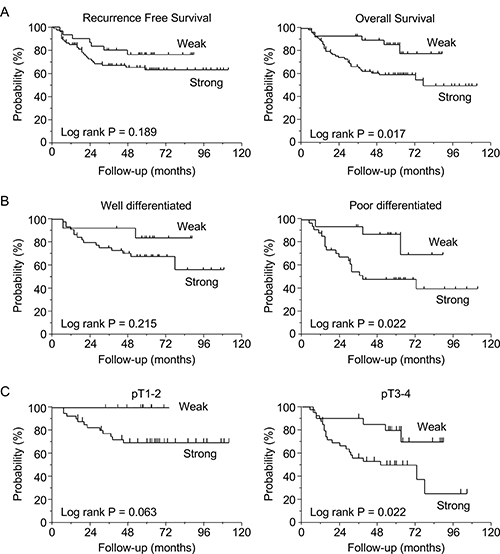 Survival curves based on lipolysis-stimulated lipoprotein receptor (LSR) expression levels in gastric cancer patients (N = 110).