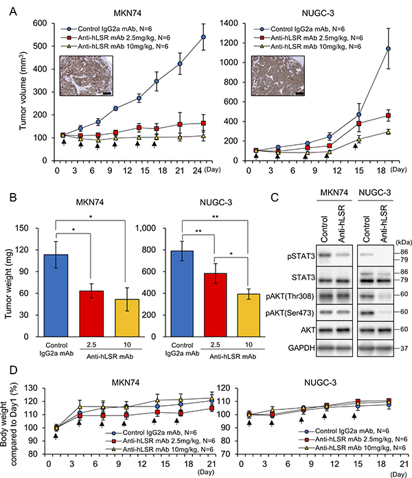 Antitumor effect of the anti-human lipolysis-stimulated lipoprotein receptor (LSR) monoclonal antibody (mAb) (#1&#x2013;25) in gastric cancer (GC) xenograft mouse models (MKN74 and NUGC-3; female ICR nu/nu mice 6&#x2013;8 weeks of age were injected with 5 &#x00D7; 106 GC cells).