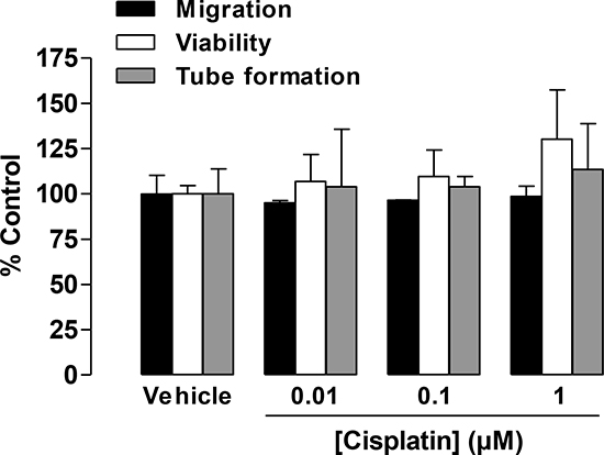 Impact of cisplatin on the migration, viability, and tube formation of HUVECs.