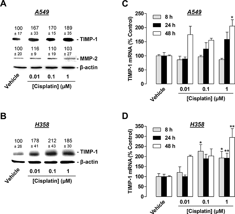 Concentration-dependent effect of cisplatin on TIMP-1 expression in A549 and H358 cells.