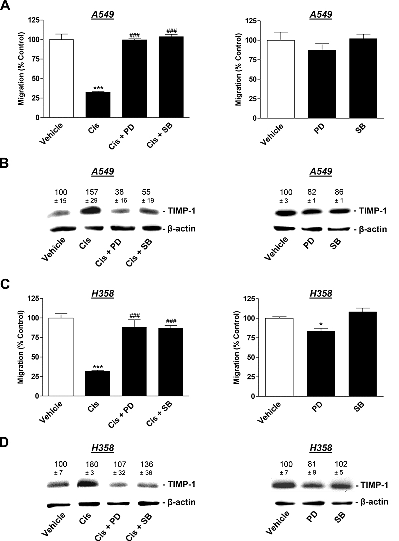 Influence of MAPK inhibitors on the angiogenic capabilities of HUVECs suspended in conditioned media (CM) from cisplatin- or vehicle-treated A549 and H358 cells.