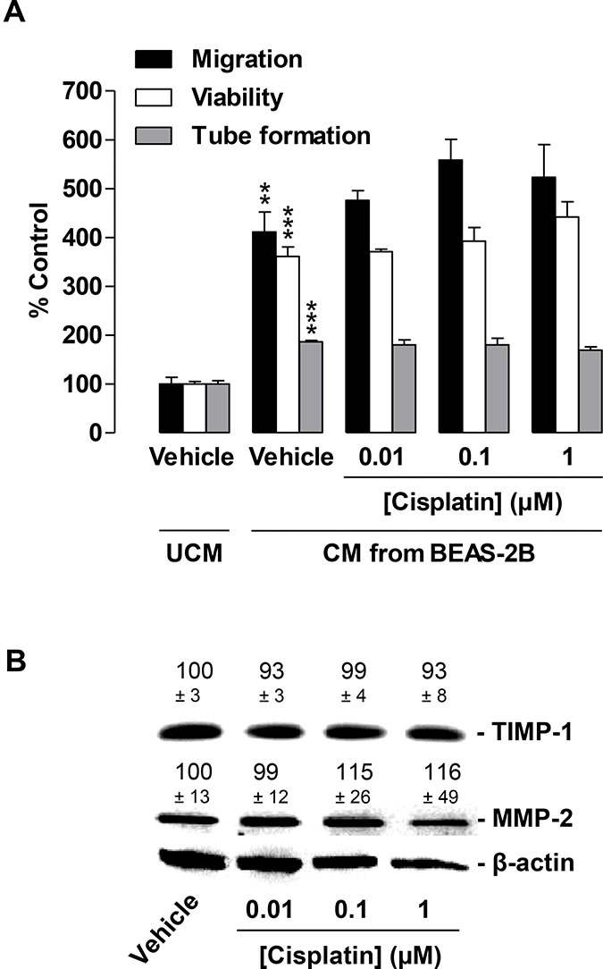 Impact of conditioned media (CM) obtained from cisplatin-treated non-cancer bronchial epithelial BEAS-2B cells on migration, viability, and tube formation of HUVECs.